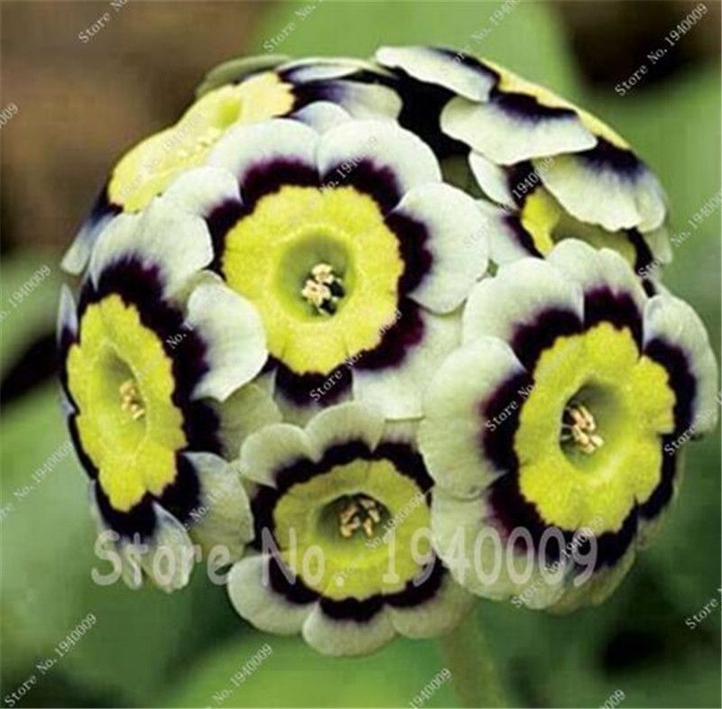 Evening Primrose 100 PCS Malacoides Bonsai Flower  Home Garden Supples Plants 