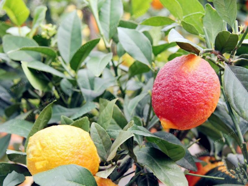 2020 /BAG Red Lemon Tree Also Is Blood Orange Organic