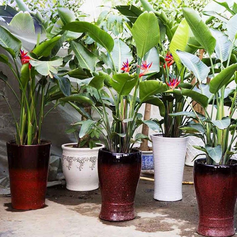Acheter Plante En Pot En Plante Fleur Orange Strelitzia Reginae Graines Oiseau Du Paradis Graines Jardim Bonsai Sementes Jardin De 885 Du Yijiaseeds