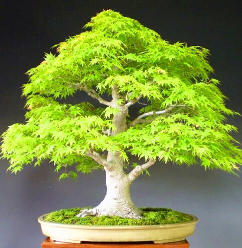 100Pcs Semi Di Acero Piante Giardino Domestico Bonsai Ufficio Cortile Decorazione Paesaggistica 1# Semi di albero di acero