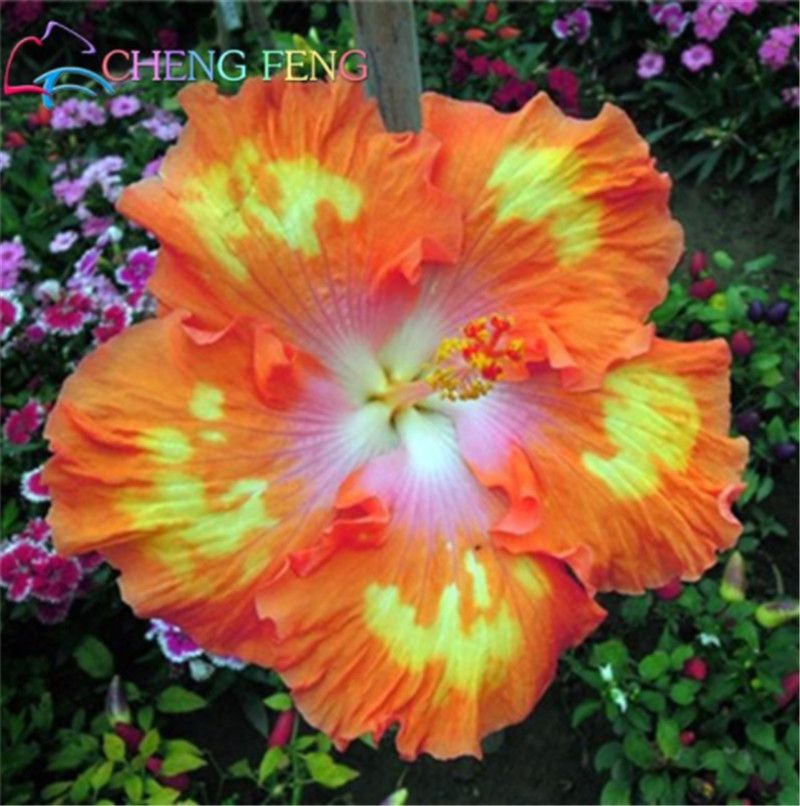 100PCS Seeds Green Hibiscus Garden Decoration Flowers Beautiful Magnificent 100PCS Seeds Green Hibiscus Garden Decoration Flowers Beautiful Magnificent