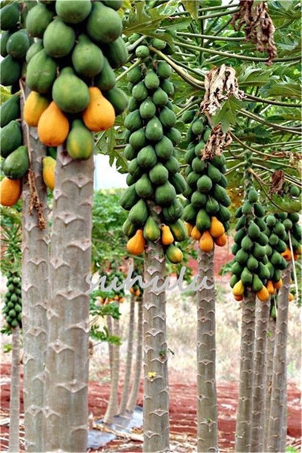 Papaya Bonsai Organic Seeds Plants Heirloom Vegetable Fruit Tree 20pcs/bag