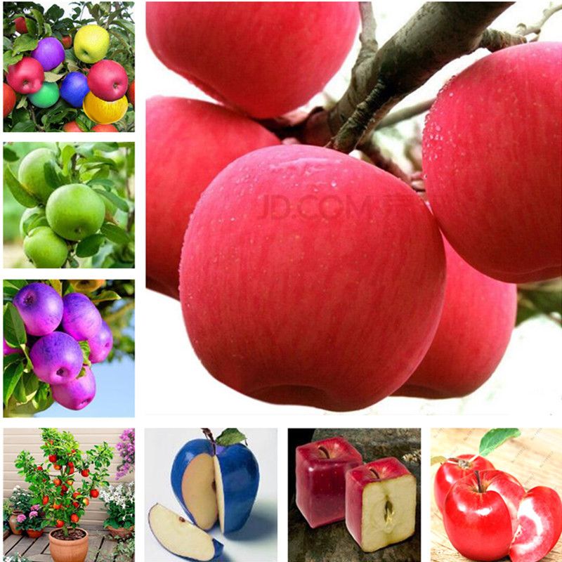 KINGDUO Egrow 30 Piezas/Paquete Apple Seeds RARA Blanco Manzana Bonsai Árbol De Frutas Bonsai Manzana Perenne Protado Plantas DIY Home Garden Plantación
