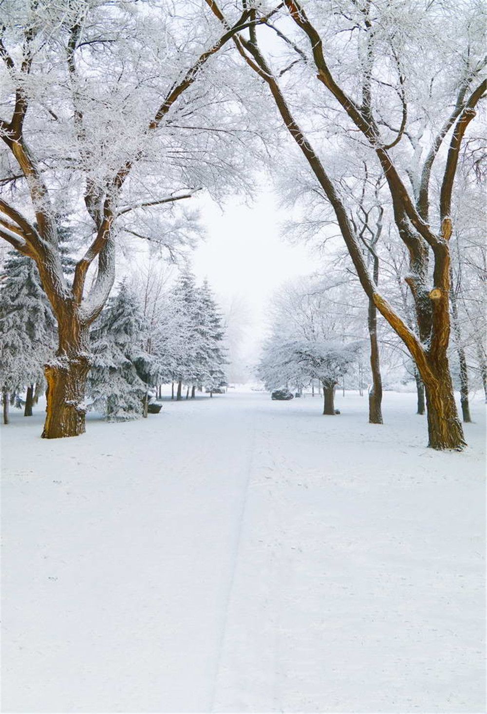 Vista hermosa de invierno Vinilo Fotografía Fondos de fondo Impreso Blanco  Cubierto de nieve Árboles Camino
