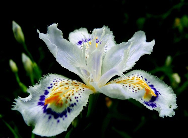 2017 Fleurs Chaude Graines Japonais Iris Japonica Graine 30 PCS Blanc Iris  Orchidée Rare Exotique Fleur
