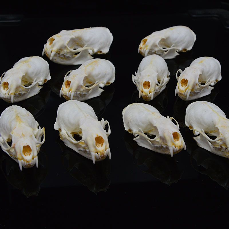 本物のミンクの頭蓋骨、細かい動物の標本、頭蓋骨のギフトスカルを￥909 | DHgate
