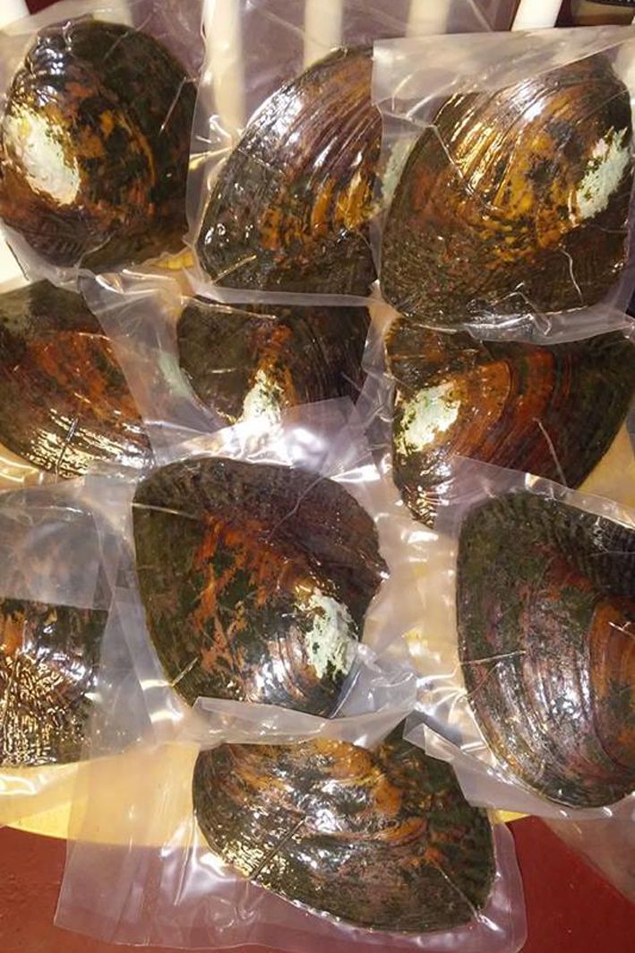 2020 Bulk Vacuum Packed Big Monster Oysters With 20 Natural Pearls