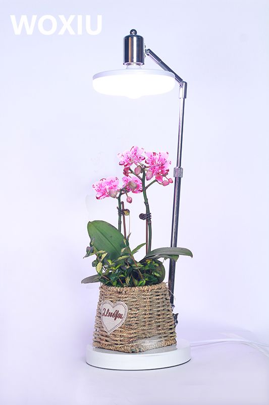 table lamp for plants