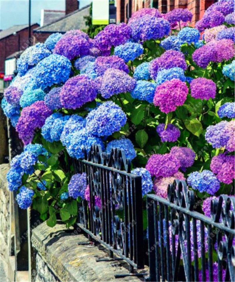 50Pcs Sementes De Hortênsia Casa Varanda Jardim Bonsai Ornamental Decoração Flores Novo 