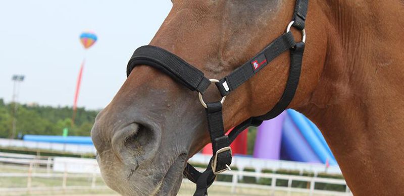 the horse accessories