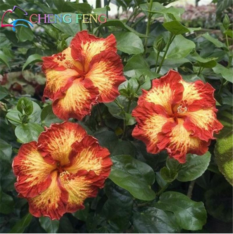 100 PCS Seeds Hybrid Tropical Hibiscus Flowers Bonsai Rosa Sinensis Plants 2021 