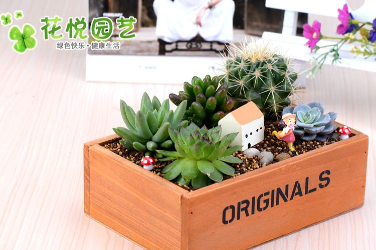 2020 Wholesale Fairy Garden Wood Planters For Succulents Planter Micro Landscape Decoration Accessories Rectangles Bonsai Pot Succulent Planters From Yangjoanna1212 12 97 Dhgate Com