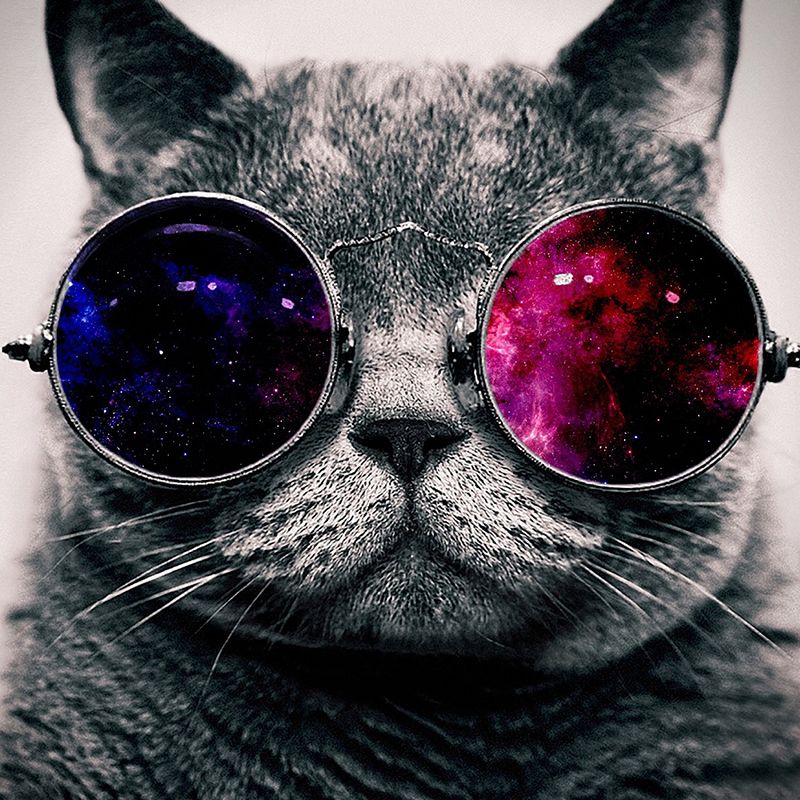 Купить Оптом Galaxy Cat В Очках 