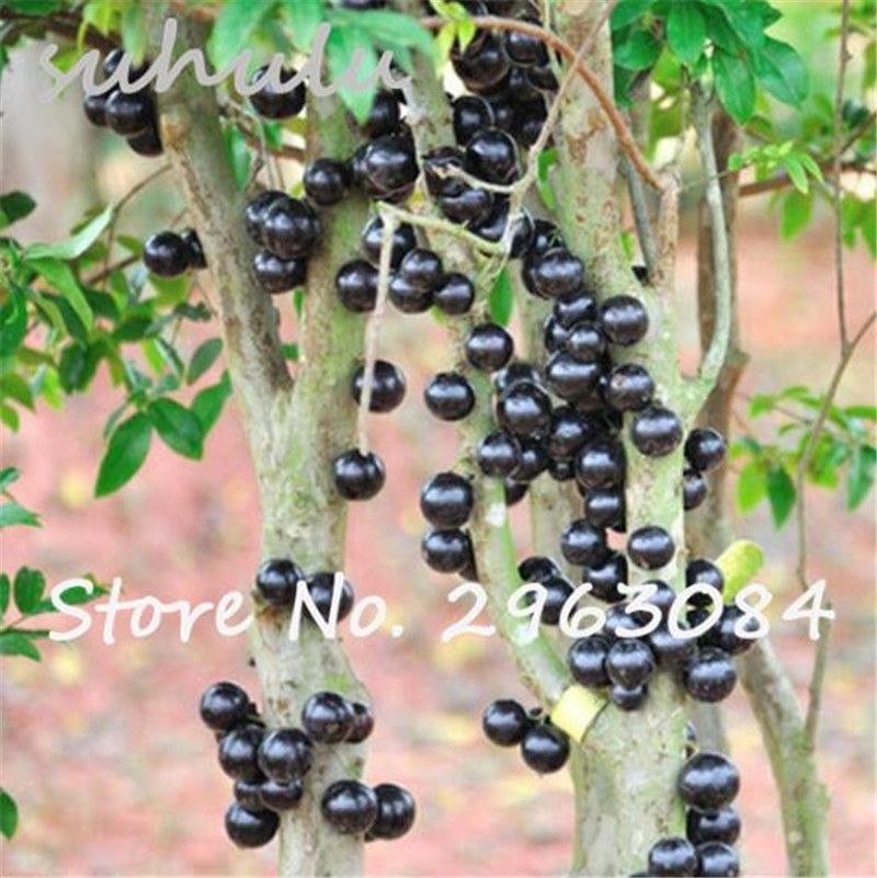 Jabuticaba Faydalari Nasil Satin Alinir Saglik Haberleri