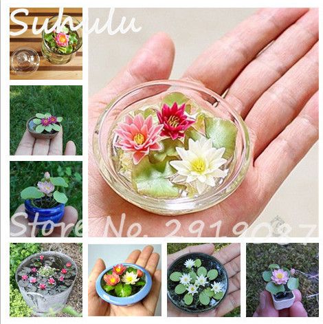 2020 Mini Lotus Seeds New Hyacinth Pond Seeds Water Lily Seeds Best Germinate Lotus Flower Indoor Fissidens Flower Bonsai Diy Garden Plants From Ymhzdy 1 36 Dhgate Com
