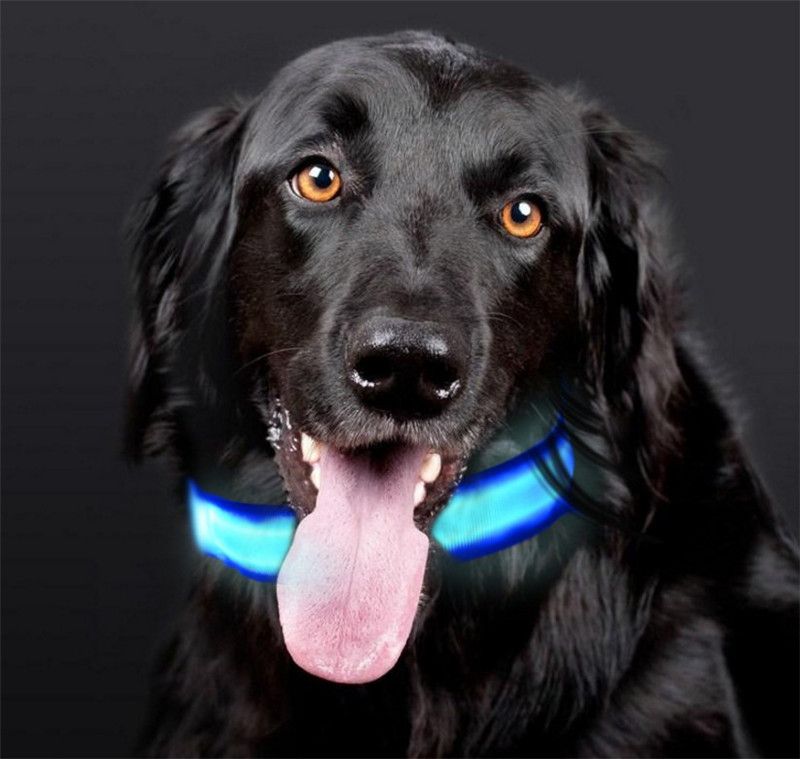 dog pet collars
