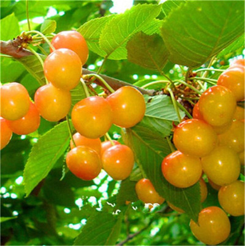 20Pcs Cherry Seeds Green Seeds Fruit Seeds Bonsai Tree seed High new style F0L2 
