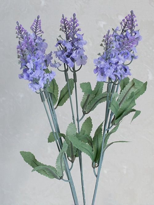 lavendel