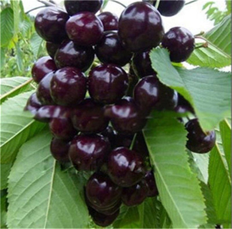 20Pcs Cherry Seeds Green Seeds Fruit Seeds Bonsai Tree seed High new style F0L2 20Pcs Cherry Seeds Green Seeds Fruit Seeds Bonsai Tree seed High new style F0L2