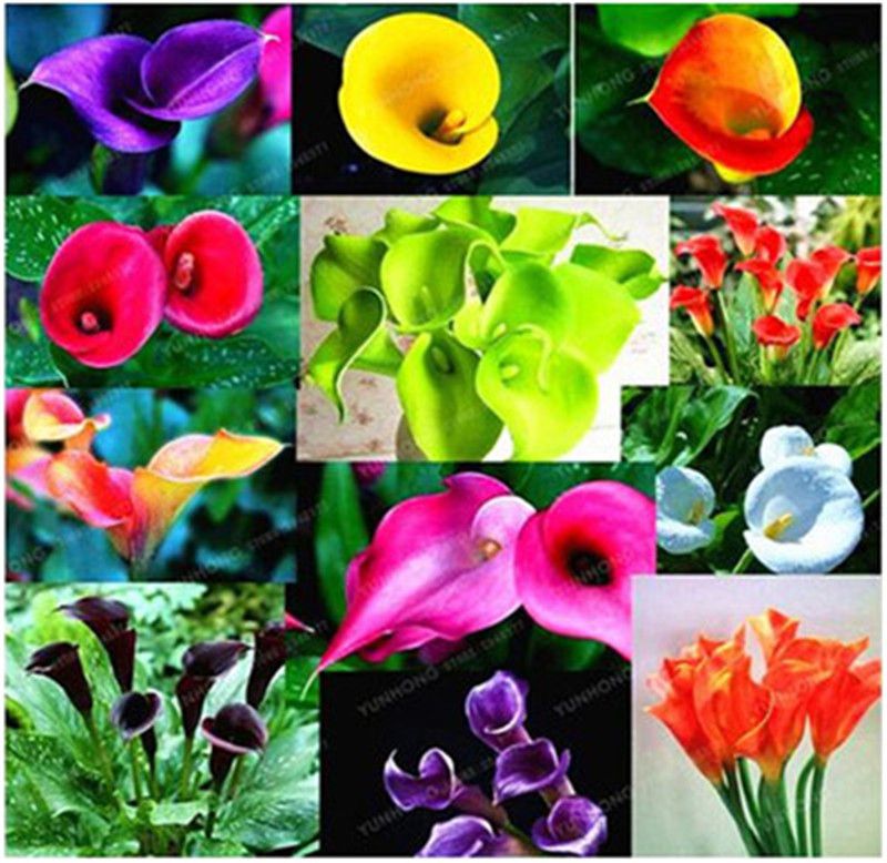 Flower Seeds Decor Calla Lily Rare Colorful Home Garden Plants Bonsai 100 Pcs Flower Seeds Decor Calla Lily Rare Colorful Home Garden Plants Bonsai 100 Pcs