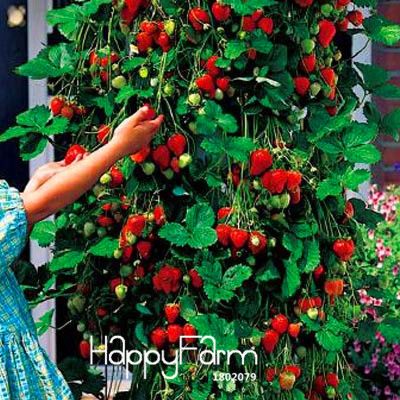 Compre Promocao Arvore De Escalada Sementes De Morango Patio Jardim Com Frutas E Sementes De Hortalicas Em Vasos Hwzrho De Cstllmyyxgs 2 99 Pt Dhgate Com