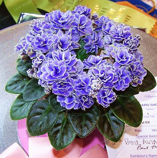 200 particules Saintpaulia ionantha Graines Graines De belles fleurs Violet Mix Colos Indoor graines Bonsai 15 PAR FARMERLY Big Promotion 