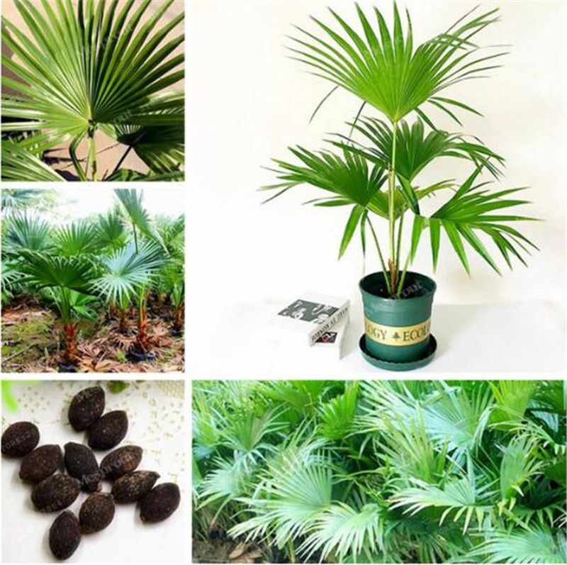 Plant Livistona Chinensis Bonsai 10 PCS Seeds Tree Palm Free Shipping 2019 Rare 
