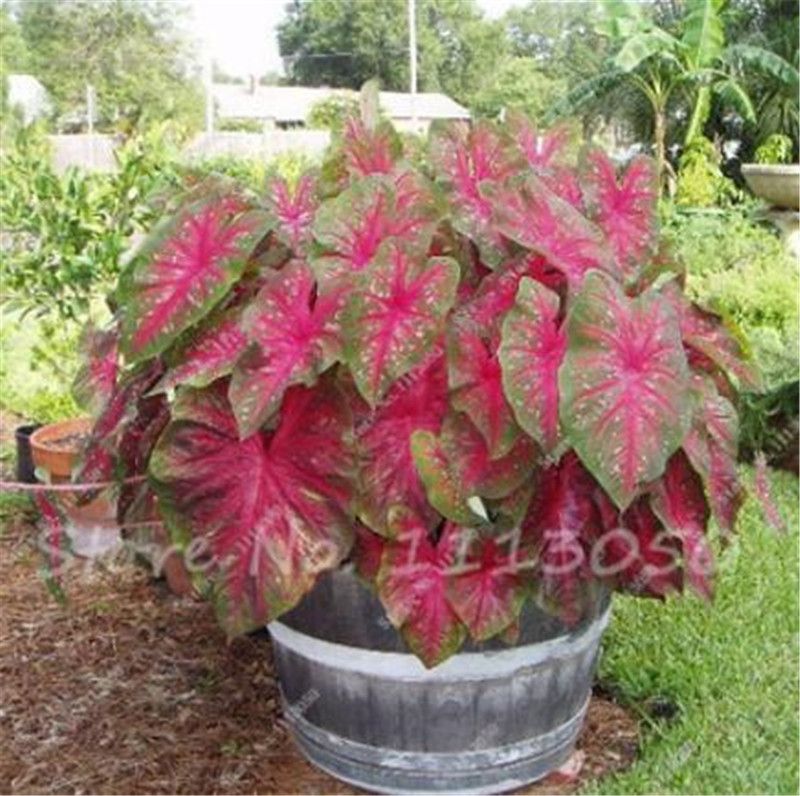 30 Unids Caladium Semillas de Plantas de Interior Florida Caladium Bicolor Semillas Bonsai Colocasia Planta Semillas de Flores Raras Para Jardín 
