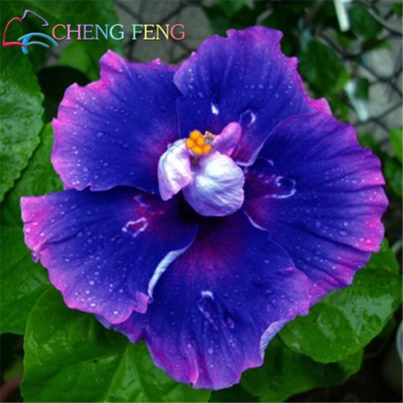 100 seeds/Bag Giant Hepatica Nolilis Bonsai Hardy Mix Color DIY Home Garden 100 seeds/Bag Giant Hepatica Nolilis Bonsai Hardy Mix Color DIY Home Garden