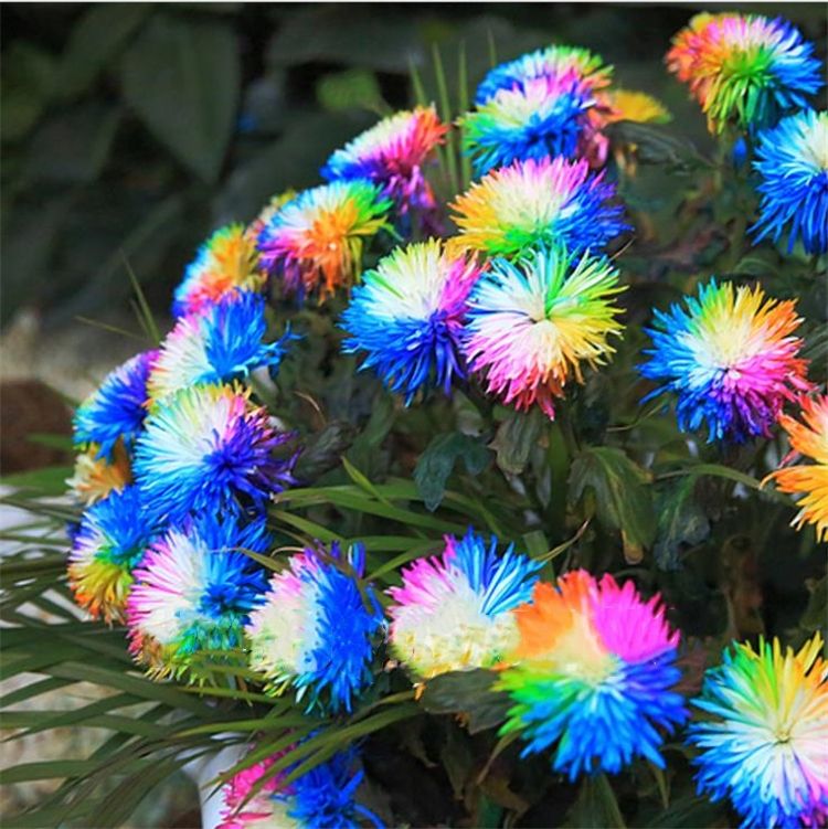 500Pcs Rare Rainbow Chrysanthemum Flower Seeds Garden Bonsai Plant Decor