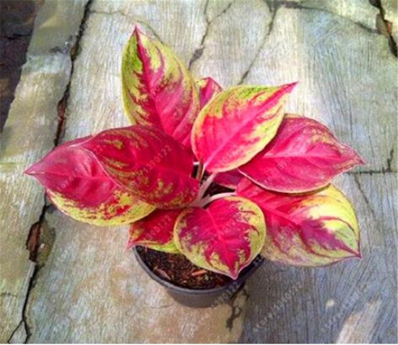 Perennial 50 Pcs/Bag Aglaonema 'Pink Dud' Beautiful Mosaic Plants Evergreen Tree Perennial 50 Pcs/Bag Aglaonema 'Pink Dud' Beautiful Mosaic Plants Evergreen Tree
