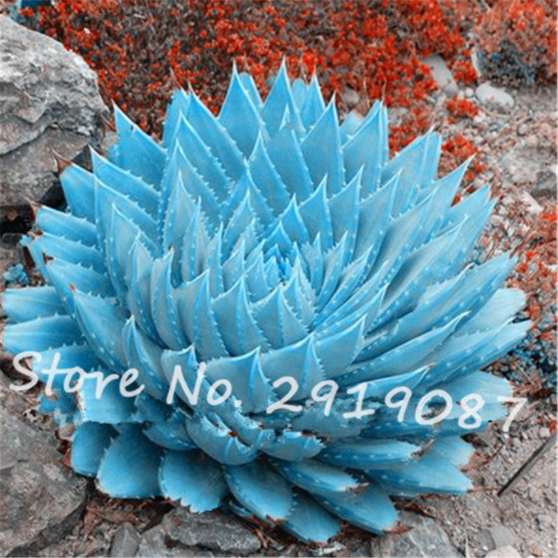 200 Pçs / saco Rare Sementes De Cactos Azuis Variedade de Flores exóticas  Cor Perfeita Cactos Raros