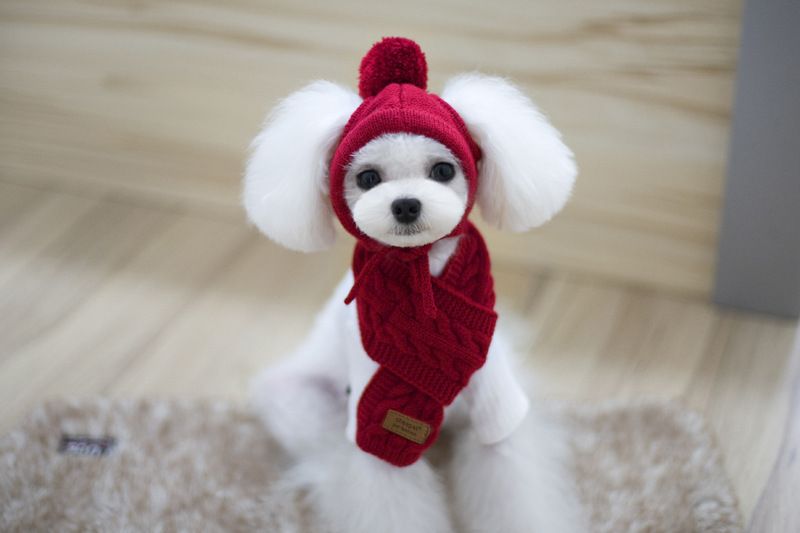 Acquistare Buona Qualità Calda Lana Bella Cane Cappelli Regolabile Sciarpa  Cani Piccoli Animali Di Grandi Dimensioni Inverno Cappello Moda Rosso Blu  Grigio Economico | Consegna Veloce E Qualità | DHgate Italy
