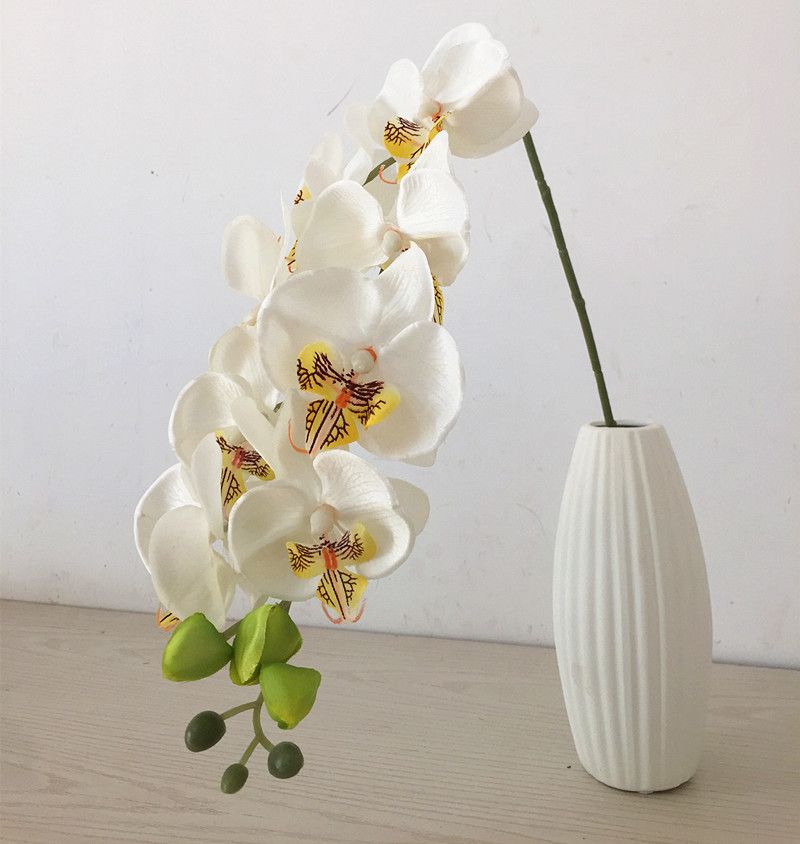 Orchidée de couleur blanche