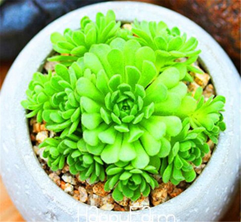 300Pcs/bag Mix Succulent Seeds Lotus Bonsai Plants-Seeds S8Q0 300Pcs/bag Mix Succulent Seeds Lotus Bonsai Plants-Seeds S8Q0