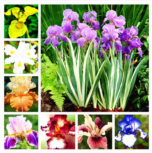 2 Iris Bulbs Roots Bonsai Rare Perennial Flower Home Garden Plant House Seeds AA 