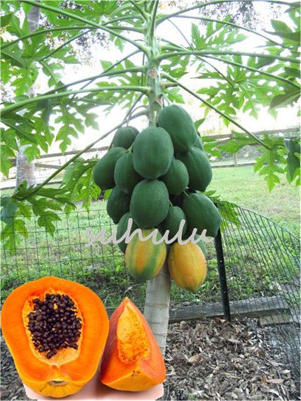 Papaya Bonsai Organic Seeds Plants Heirloom Vegetable Fruit Tree 20pcs/bag
