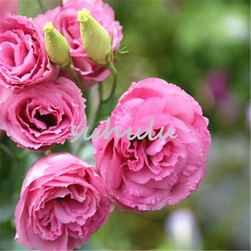 100pcs Eustoma Graines plantes à fleurs vivaces Balcon pot de fleurs Graines lisianthus pour planteurs de pot de fleurs 9 