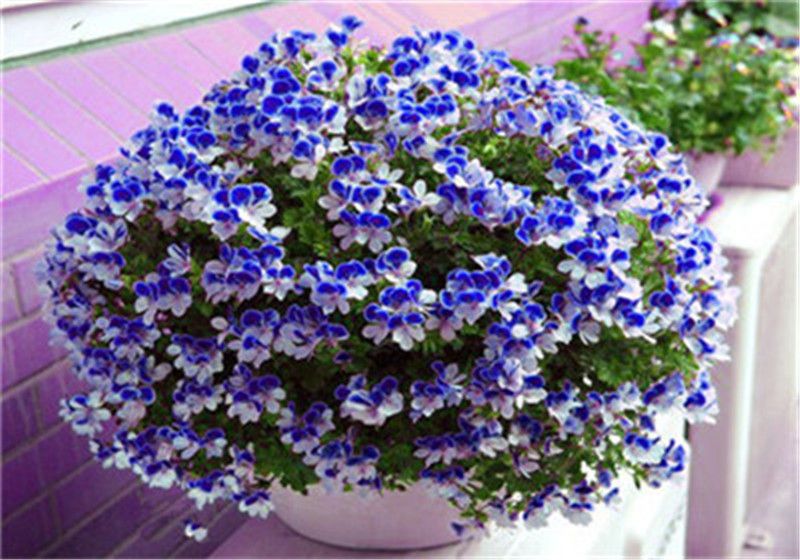 Bonsai Balcon fleurs pour la maison 5 plantes en pot larôme riche 100 pcs/sac Muguet Graines de fleurs Bell Orchid Seeds 