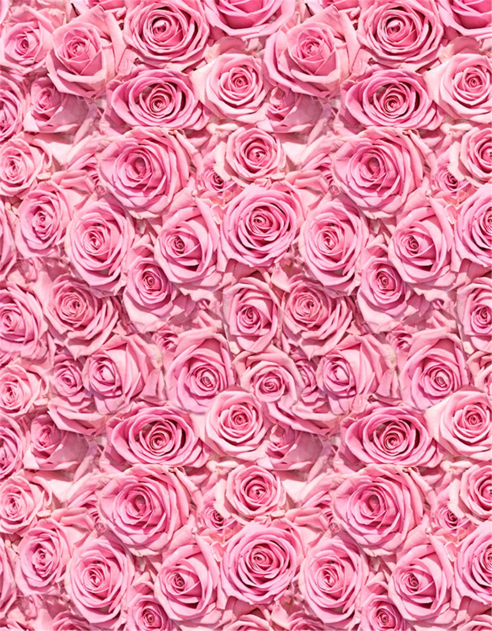 pink roses background