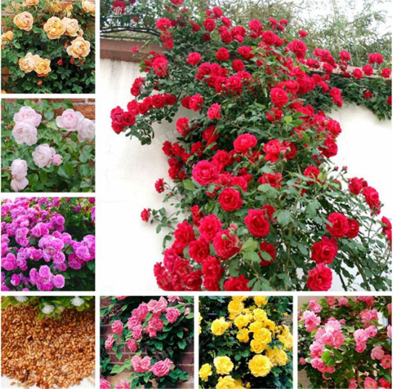 Perennial Flower Garden Decor 100Pcs Climbing Rose Flower Seeds Garden Plant