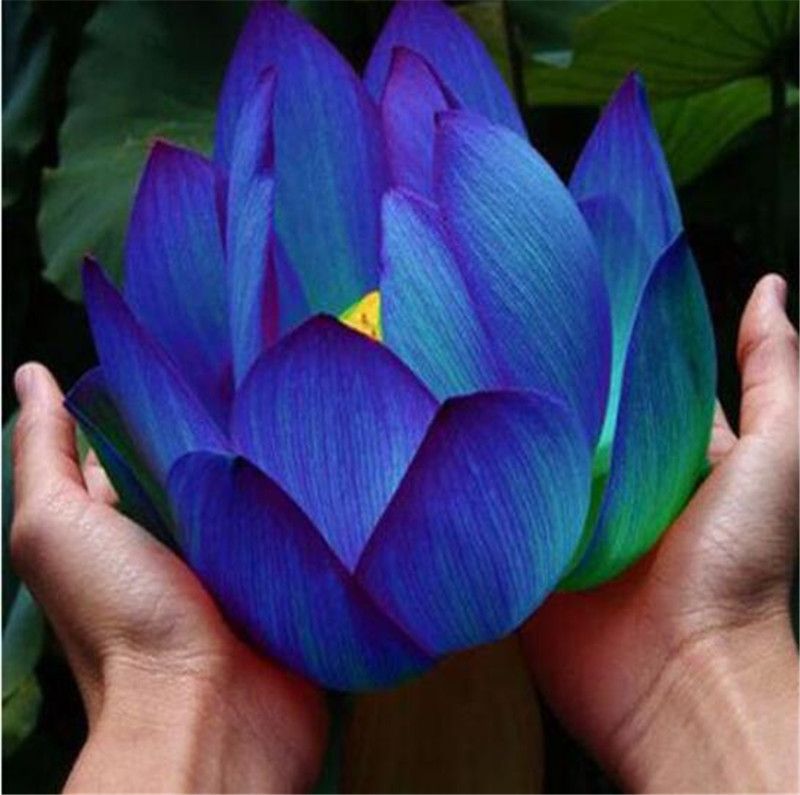 300Pcs/bag Mix Succulent Seeds Lotus Bonsai Plants-Seeds S8Q0 300Pcs/bag Mix Succulent Seeds Lotus Bonsai Plants-Seeds S8Q0