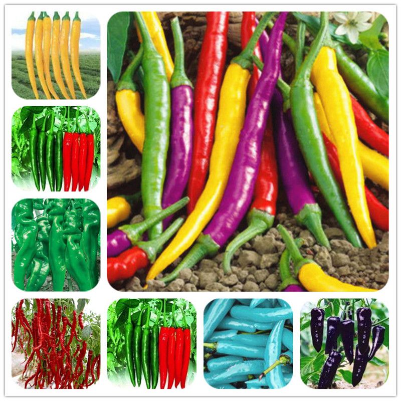 200pcs Vegetable Pepper Seed Sweet Chili Pepper Chilli Plants In Home Garden Lot