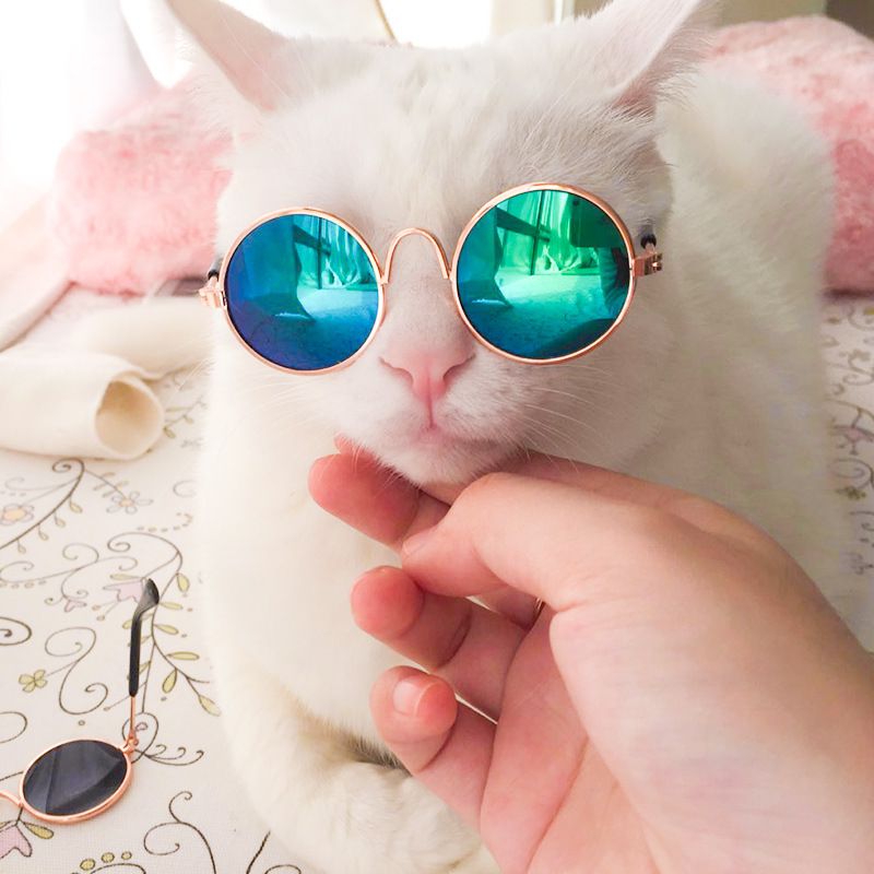 Acheter 10 Pieces Vente Chaude Lunettes De Soleil Pour Chat Petits Chiens Protection Des Yeux Lunettes De Soleil Chiot Photos Props Lunettes De 0 62 Du Household Shop4 Dhgate Com Acheter 10 Pieces Vente Chaude Lunettes De Soleil Pour Chat Petits Chiens Protection Des Yeux Lunettes De Soleil Chiot Photos Props Lunettes De 0 62 Du Household Shop4 Dhgate Com