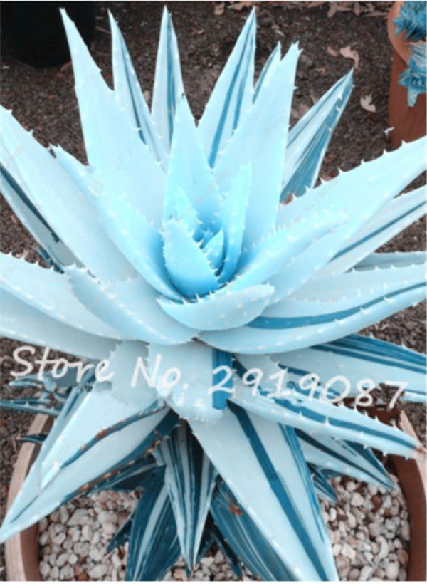 200 Pçs / saco Rare Sementes De Cactos Azuis Variedade de Flores exóticas  Cor Perfeita Cactos Raros Cactus Planta de Aloés Planta de Escritório  Suculenta Jardim plantio