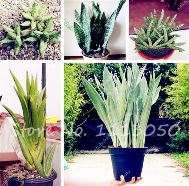 2020 Sansevieria Seeds Bonsai Succulent Plants Indoor Plants Radiation Protection Bonsai Seeds Diy Home Garden Planting From Ymhzpy 2 02 Dhgate Com