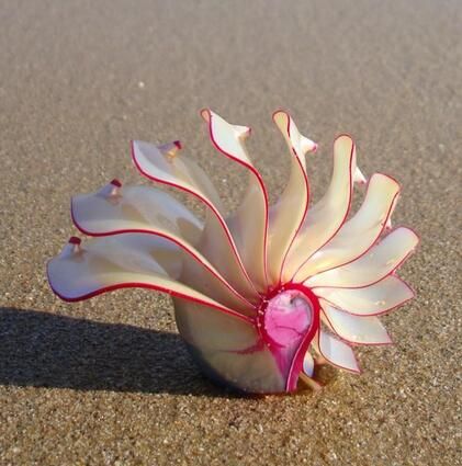 Grosshandel Rose Nautilus Naturliche Ornamente Muschelschale Geschenke Home Einrichtung Fossil Seltene Sammlung Von Vier Beruhmten Von Du14 48 33 Auf De Dhgate Com Dhgate Grosshandel Rose Nautilus Naturliche Ornamente Muschelschale Geschenke Home Einrichtung Fossil Seltene Sammlung Von Vier Beruhmten Von Du14 48 33 Auf De Dhgate Com Dhgate