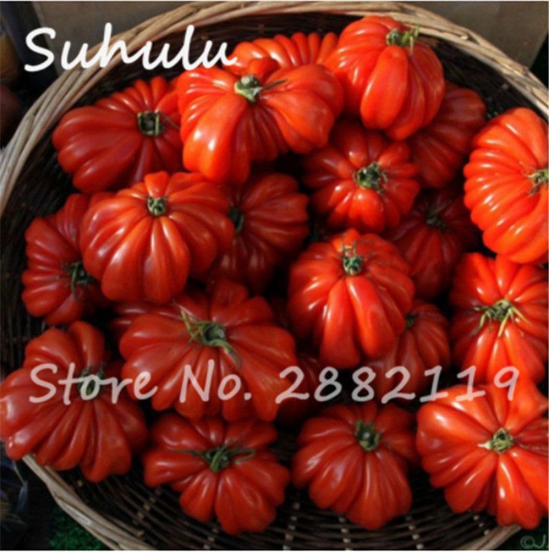 100 stk Regenbogen Tomate Samen bunte Bonsai Bio Gemüse Samen Garten