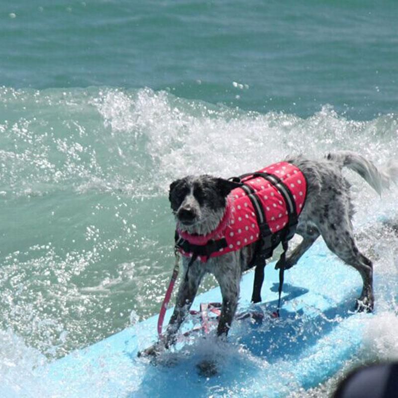 large dog life vest