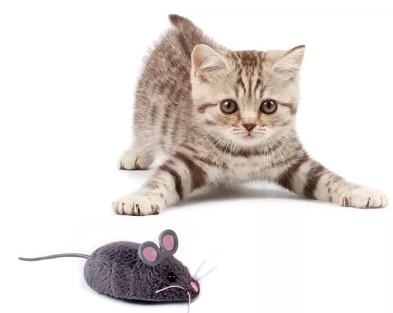 小懒猫图片 rBVaSVpdt_SAVkNeAABYBwUk6Ng211.jpg